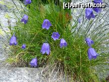 [P09] Minunate floricele intalnite pe traseu » foto by BOGDAN DSN
 - 
<span class="allrVoted glyphicon glyphicon-heart hidden" id="av248338"></span>
<a class="m-l-10 hidden" id="sv248338" onclick="voting_Foto_DelVot(,248338,3180)" role="button">șterge vot <span class="glyphicon glyphicon-remove"></span></a>
<a id="v9248338" class=" c-red"  onclick="voting_Foto_SetVot(248338)" role="button"><span class="glyphicon glyphicon-heart-empty"></span> <b>LIKE</b> = Votează poza</a> <img class="hidden"  id="f248338W9" src="/imagini/loader.gif" border="0" /><span class="AjErrMes hidden" id="e248338ErM"></span>