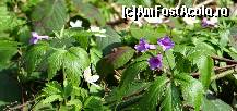 [P01]  -- <small>// FĂRĂ DESCRIERE</small> » foto by baby eyes
 - 
<span class="allrVoted glyphicon glyphicon-heart hidden" id="av419301"></span>
<a class="m-l-10 hidden" id="sv419301" onclick="voting_Foto_DelVot(,419301,3180)" role="button">șterge vot <span class="glyphicon glyphicon-remove"></span></a>
<a id="v9419301" class=" c-red"  onclick="voting_Foto_SetVot(419301)" role="button"><span class="glyphicon glyphicon-heart-empty"></span> <b>LIKE</b> = Votează poza</a> <img class="hidden"  id="f419301W9" src="/imagini/loader.gif" border="0" /><span class="AjErrMes hidden" id="e419301ErM"></span>