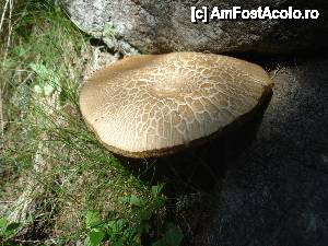[P24]  -- <small>// FĂRĂ DESCRIERE</small> » foto by gregorio
 - 
<span class="allrVoted glyphicon glyphicon-heart hidden" id="av453071"></span>
<a class="m-l-10 hidden" id="sv453071" onclick="voting_Foto_DelVot(,453071,3180)" role="button">șterge vot <span class="glyphicon glyphicon-remove"></span></a>
<a id="v9453071" class=" c-red"  onclick="voting_Foto_SetVot(453071)" role="button"><span class="glyphicon glyphicon-heart-empty"></span> <b>LIKE</b> = Votează poza</a> <img class="hidden"  id="f453071W9" src="/imagini/loader.gif" border="0" /><span class="AjErrMes hidden" id="e453071ErM"></span>
