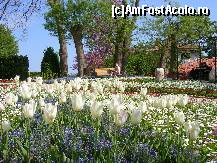 [P17] Balcic - lalele de mai » foto by diana-s
 - 
<span class="allrVoted glyphicon glyphicon-heart hidden" id="av301593"></span>
<a class="m-l-10 hidden" id="sv301593" onclick="voting_Foto_DelVot(,301593,3210)" role="button">șterge vot <span class="glyphicon glyphicon-remove"></span></a>
<a id="v9301593" class=" c-red"  onclick="voting_Foto_SetVot(301593)" role="button"><span class="glyphicon glyphicon-heart-empty"></span> <b>LIKE</b> = Votează poza</a> <img class="hidden"  id="f301593W9" src="/imagini/loader.gif" border="0" /><span class="AjErrMes hidden" id="e301593ErM"></span>