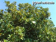 [P60] Balcik - magnolia inflorita in gradina reginei » foto by essib*
 - 
<span class="allrVoted glyphicon glyphicon-heart hidden" id="av288395"></span>
<a class="m-l-10 hidden" id="sv288395" onclick="voting_Foto_DelVot(,288395,3210)" role="button">șterge vot <span class="glyphicon glyphicon-remove"></span></a>
<a id="v9288395" class=" c-red"  onclick="voting_Foto_SetVot(288395)" role="button"><span class="glyphicon glyphicon-heart-empty"></span> <b>LIKE</b> = Votează poza</a> <img class="hidden"  id="f288395W9" src="/imagini/loader.gif" border="0" /><span class="AjErrMes hidden" id="e288395ErM"></span>