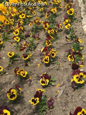 [P14] Culorile florilor » foto by Dan&Ema
 - 
<span class="allrVoted glyphicon glyphicon-heart hidden" id="av858883"></span>
<a class="m-l-10 hidden" id="sv858883" onclick="voting_Foto_DelVot(,858883,3210)" role="button">șterge vot <span class="glyphicon glyphicon-remove"></span></a>
<a id="v9858883" class=" c-red"  onclick="voting_Foto_SetVot(858883)" role="button"><span class="glyphicon glyphicon-heart-empty"></span> <b>LIKE</b> = Votează poza</a> <img class="hidden"  id="f858883W9" src="/imagini/loader.gif" border="0" /><span class="AjErrMes hidden" id="e858883ErM"></span>