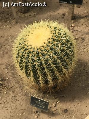 [P21] Alt tepos din serele Gradinii Botanice » foto by Dan&Ema
 - 
<span class="allrVoted glyphicon glyphicon-heart hidden" id="av858898"></span>
<a class="m-l-10 hidden" id="sv858898" onclick="voting_Foto_DelVot(,858898,3210)" role="button">șterge vot <span class="glyphicon glyphicon-remove"></span></a>
<a id="v9858898" class=" c-red"  onclick="voting_Foto_SetVot(858898)" role="button"><span class="glyphicon glyphicon-heart-empty"></span> <b>LIKE</b> = Votează poza</a> <img class="hidden"  id="f858898W9" src="/imagini/loader.gif" border="0" /><span class="AjErrMes hidden" id="e858898ErM"></span>