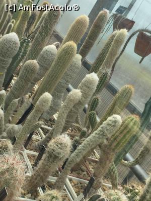 [P22] Alti teposi din serele Gradinii Botanice » foto by Dan&Ema
 - 
<span class="allrVoted glyphicon glyphicon-heart hidden" id="av858900"></span>
<a class="m-l-10 hidden" id="sv858900" onclick="voting_Foto_DelVot(,858900,3210)" role="button">șterge vot <span class="glyphicon glyphicon-remove"></span></a>
<a id="v9858900" class=" c-red"  onclick="voting_Foto_SetVot(858900)" role="button"><span class="glyphicon glyphicon-heart-empty"></span> <b>LIKE</b> = Votează poza</a> <img class="hidden"  id="f858900W9" src="/imagini/loader.gif" border="0" /><span class="AjErrMes hidden" id="e858900ErM"></span>