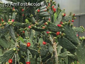 [P24] alt cactus inflorit » foto by Dan&Ema
 - 
<span class="allrVoted glyphicon glyphicon-heart hidden" id="av858902"></span>
<a class="m-l-10 hidden" id="sv858902" onclick="voting_Foto_DelVot(,858902,3210)" role="button">șterge vot <span class="glyphicon glyphicon-remove"></span></a>
<a id="v9858902" class=" c-red"  onclick="voting_Foto_SetVot(858902)" role="button"><span class="glyphicon glyphicon-heart-empty"></span> <b>LIKE</b> = Votează poza</a> <img class="hidden"  id="f858902W9" src="/imagini/loader.gif" border="0" /><span class="AjErrMes hidden" id="e858902ErM"></span>