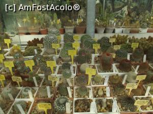 [P14] Castelul Reginei Maria - cactusi aliniati precum soldateii » foto by mishu
 - 
<span class="allrVoted glyphicon glyphicon-heart hidden" id="av798904"></span>
<a class="m-l-10 hidden" id="sv798904" onclick="voting_Foto_DelVot(,798904,3210)" role="button">șterge vot <span class="glyphicon glyphicon-remove"></span></a>
<a id="v9798904" class=" c-red"  onclick="voting_Foto_SetVot(798904)" role="button"><span class="glyphicon glyphicon-heart-empty"></span> <b>LIKE</b> = Votează poza</a> <img class="hidden"  id="f798904W9" src="/imagini/loader.gif" border="0" /><span class="AjErrMes hidden" id="e798904ErM"></span>