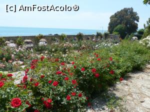 [P21] Trandafiri » foto by fredutza
 - 
<span class="allrVoted glyphicon glyphicon-heart hidden" id="av875281"></span>
<a class="m-l-10 hidden" id="sv875281" onclick="voting_Foto_DelVot(,875281,3210)" role="button">șterge vot <span class="glyphicon glyphicon-remove"></span></a>
<a id="v9875281" class=" c-red"  onclick="voting_Foto_SetVot(875281)" role="button"><span class="glyphicon glyphicon-heart-empty"></span> <b>LIKE</b> = Votează poza</a> <img class="hidden"  id="f875281W9" src="/imagini/loader.gif" border="0" /><span class="AjErrMes hidden" id="e875281ErM"></span>