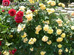 [P22] Alte culori de trandafiri » foto by fredutza
 - 
<span class="allrVoted glyphicon glyphicon-heart hidden" id="av875282"></span>
<a class="m-l-10 hidden" id="sv875282" onclick="voting_Foto_DelVot(,875282,3210)" role="button">șterge vot <span class="glyphicon glyphicon-remove"></span></a>
<a id="v9875282" class=" c-red"  onclick="voting_Foto_SetVot(875282)" role="button"><span class="glyphicon glyphicon-heart-empty"></span> <b>LIKE</b> = Votează poza</a> <img class="hidden"  id="f875282W9" src="/imagini/loader.gif" border="0" /><span class="AjErrMes hidden" id="e875282ErM"></span>