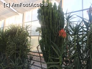 [P26] Gradina Botanica din Balcic - cactusi » foto by relu mihai
 - 
<span class="allrVoted glyphicon glyphicon-heart hidden" id="av901126"></span>
<a class="m-l-10 hidden" id="sv901126" onclick="voting_Foto_DelVot(,901126,3210)" role="button">șterge vot <span class="glyphicon glyphicon-remove"></span></a>
<a id="v9901126" class=" c-red"  onclick="voting_Foto_SetVot(901126)" role="button"><span class="glyphicon glyphicon-heart-empty"></span> <b>LIKE</b> = Votează poza</a> <img class="hidden"  id="f901126W9" src="/imagini/loader.gif" border="0" /><span class="AjErrMes hidden" id="e901126ErM"></span>