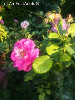 [P32] Gradina Botanica din Balcic » foto by relu mihai
 - 
<span class="allrVoted glyphicon glyphicon-heart hidden" id="av901132"></span>
<a class="m-l-10 hidden" id="sv901132" onclick="voting_Foto_DelVot(,901132,3210)" role="button">șterge vot <span class="glyphicon glyphicon-remove"></span></a>
<a id="v9901132" class=" c-red"  onclick="voting_Foto_SetVot(901132)" role="button"><span class="glyphicon glyphicon-heart-empty"></span> <b>LIKE</b> = Votează poza</a> <img class="hidden"  id="f901132W9" src="/imagini/loader.gif" border="0" /><span class="AjErrMes hidden" id="e901132ErM"></span>