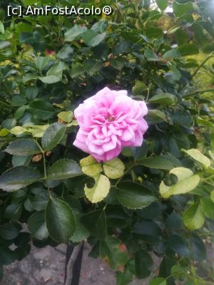 [P33] Gradina Botanica din Balcic » foto by relu mihai
 - 
<span class="allrVoted glyphicon glyphicon-heart hidden" id="av901133"></span>
<a class="m-l-10 hidden" id="sv901133" onclick="voting_Foto_DelVot(,901133,3210)" role="button">șterge vot <span class="glyphicon glyphicon-remove"></span></a>
<a id="v9901133" class=" c-red"  onclick="voting_Foto_SetVot(901133)" role="button"><span class="glyphicon glyphicon-heart-empty"></span> <b>LIKE</b> = Votează poza</a> <img class="hidden"  id="f901133W9" src="/imagini/loader.gif" border="0" /><span class="AjErrMes hidden" id="e901133ErM"></span>