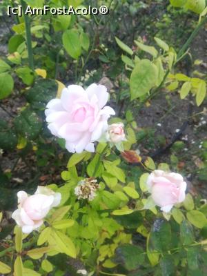 [P34] Gradina Botanica din Balcic » foto by relu mihai
 - 
<span class="allrVoted glyphicon glyphicon-heart hidden" id="av901134"></span>
<a class="m-l-10 hidden" id="sv901134" onclick="voting_Foto_DelVot(,901134,3210)" role="button">șterge vot <span class="glyphicon glyphicon-remove"></span></a>
<a id="v9901134" class=" c-red"  onclick="voting_Foto_SetVot(901134)" role="button"><span class="glyphicon glyphicon-heart-empty"></span> <b>LIKE</b> = Votează poza</a> <img class="hidden"  id="f901134W9" src="/imagini/loader.gif" border="0" /><span class="AjErrMes hidden" id="e901134ErM"></span>