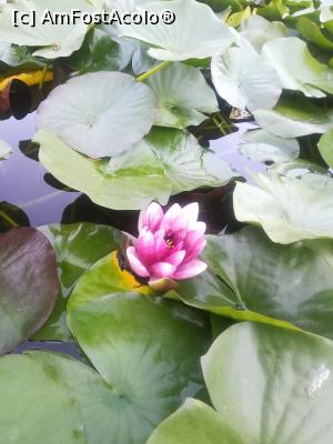 [P35] Gradina Botanica din Balcic - nuferi » foto by relu mihai
 - 
<span class="allrVoted glyphicon glyphicon-heart hidden" id="av901135"></span>
<a class="m-l-10 hidden" id="sv901135" onclick="voting_Foto_DelVot(,901135,3210)" role="button">șterge vot <span class="glyphicon glyphicon-remove"></span></a>
<a id="v9901135" class=" c-red"  onclick="voting_Foto_SetVot(901135)" role="button"><span class="glyphicon glyphicon-heart-empty"></span> <b>LIKE</b> = Votează poza</a> <img class="hidden"  id="f901135W9" src="/imagini/loader.gif" border="0" /><span class="AjErrMes hidden" id="e901135ErM"></span>