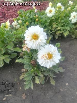 [P36] Gradina Botanica din Balcic » foto by relu mihai
 - 
<span class="allrVoted glyphicon glyphicon-heart hidden" id="av901136"></span>
<a class="m-l-10 hidden" id="sv901136" onclick="voting_Foto_DelVot(,901136,3210)" role="button">șterge vot <span class="glyphicon glyphicon-remove"></span></a>
<a id="v9901136" class=" c-red"  onclick="voting_Foto_SetVot(901136)" role="button"><span class="glyphicon glyphicon-heart-empty"></span> <b>LIKE</b> = Votează poza</a> <img class="hidden"  id="f901136W9" src="/imagini/loader.gif" border="0" /><span class="AjErrMes hidden" id="e901136ErM"></span>