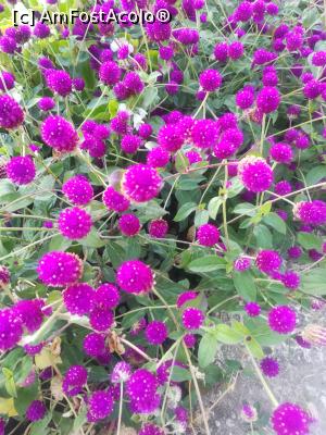 [P39] Gradina Botanica din Balcic » foto by relu mihai
 - 
<span class="allrVoted glyphicon glyphicon-heart hidden" id="av901139"></span>
<a class="m-l-10 hidden" id="sv901139" onclick="voting_Foto_DelVot(,901139,3210)" role="button">șterge vot <span class="glyphicon glyphicon-remove"></span></a>
<a id="v9901139" class=" c-red"  onclick="voting_Foto_SetVot(901139)" role="button"><span class="glyphicon glyphicon-heart-empty"></span> <b>LIKE</b> = Votează poza</a> <img class="hidden"  id="f901139W9" src="/imagini/loader.gif" border="0" /><span class="AjErrMes hidden" id="e901139ErM"></span>