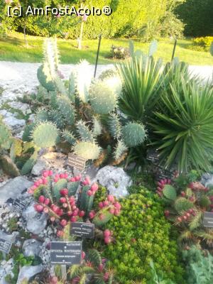 [P41] Gradina Botanica din Balcic » foto by relu mihai
 - 
<span class="allrVoted glyphicon glyphicon-heart hidden" id="av901141"></span>
<a class="m-l-10 hidden" id="sv901141" onclick="voting_Foto_DelVot(,901141,3210)" role="button">șterge vot <span class="glyphicon glyphicon-remove"></span></a>
<a id="v9901141" class=" c-red"  onclick="voting_Foto_SetVot(901141)" role="button"><span class="glyphicon glyphicon-heart-empty"></span> <b>LIKE</b> = Votează poza</a> <img class="hidden"  id="f901141W9" src="/imagini/loader.gif" border="0" /><span class="AjErrMes hidden" id="e901141ErM"></span>