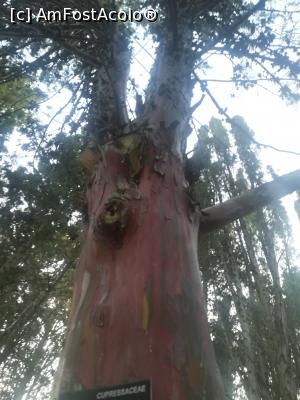 [P44] Gradina Botanica din Balcic - pom originar din America » foto by relu mihai
 - 
<span class="allrVoted glyphicon glyphicon-heart hidden" id="av901144"></span>
<a class="m-l-10 hidden" id="sv901144" onclick="voting_Foto_DelVot(,901144,3210)" role="button">șterge vot <span class="glyphicon glyphicon-remove"></span></a>
<a id="v9901144" class=" c-red"  onclick="voting_Foto_SetVot(901144)" role="button"><span class="glyphicon glyphicon-heart-empty"></span> <b>LIKE</b> = Votează poza</a> <img class="hidden"  id="f901144W9" src="/imagini/loader.gif" border="0" /><span class="AjErrMes hidden" id="e901144ErM"></span>