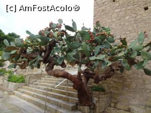 [P03] Castillo de Santa Bárbara – prin curtea Castelului » foto by nicole33
 - 
<span class="allrVoted glyphicon glyphicon-heart hidden" id="av1111723"></span>
<a class="m-l-10 hidden" id="sv1111723" onclick="voting_Foto_DelVot(,1111723,3218)" role="button">șterge vot <span class="glyphicon glyphicon-remove"></span></a>
<a id="v91111723" class=" c-red"  onclick="voting_Foto_SetVot(1111723)" role="button"><span class="glyphicon glyphicon-heart-empty"></span> <b>LIKE</b> = Votează poza</a> <img class="hidden"  id="f1111723W9" src="/imagini/loader.gif" border="0" /><span class="AjErrMes hidden" id="e1111723ErM"></span>