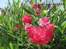 [P21] superbele flori din incinta fortaretei Santa Barbara - Alicante » foto by sandu.53
 - 
<span class="allrVoted glyphicon glyphicon-heart hidden" id="av159655"></span>
<a class="m-l-10 hidden" id="sv159655" onclick="voting_Foto_DelVot(,159655,3218)" role="button">șterge vot <span class="glyphicon glyphicon-remove"></span></a>
<a id="v9159655" class=" c-red"  onclick="voting_Foto_SetVot(159655)" role="button"><span class="glyphicon glyphicon-heart-empty"></span> <b>LIKE</b> = Votează poza</a> <img class="hidden"  id="f159655W9" src="/imagini/loader.gif" border="0" /><span class="AjErrMes hidden" id="e159655ErM"></span>