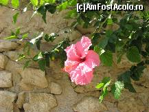 [P26] un superb trandafir japonez crescut pe zidurile fortaretei. » foto by sandu.53
 - 
<span class="allrVoted glyphicon glyphicon-heart hidden" id="av159660"></span>
<a class="m-l-10 hidden" id="sv159660" onclick="voting_Foto_DelVot(,159660,3218)" role="button">șterge vot <span class="glyphicon glyphicon-remove"></span></a>
<a id="v9159660" class=" c-red"  onclick="voting_Foto_SetVot(159660)" role="button"><span class="glyphicon glyphicon-heart-empty"></span> <b>LIKE</b> = Votează poza</a> <img class="hidden"  id="f159660W9" src="/imagini/loader.gif" border="0" /><span class="AjErrMes hidden" id="e159660ErM"></span>