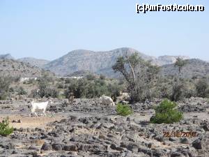 [P31] Jabal Akhdar » foto by Mirna
 - 
<span class="allrVoted glyphicon glyphicon-heart hidden" id="av624808"></span>
<a class="m-l-10 hidden" id="sv624808" onclick="voting_Foto_DelVot(,624808,3254)" role="button">șterge vot <span class="glyphicon glyphicon-remove"></span></a>
<a id="v9624808" class=" c-red"  onclick="voting_Foto_SetVot(624808)" role="button"><span class="glyphicon glyphicon-heart-empty"></span> <b>LIKE</b> = Votează poza</a> <img class="hidden"  id="f624808W9" src="/imagini/loader.gif" border="0" /><span class="AjErrMes hidden" id="e624808ErM"></span>