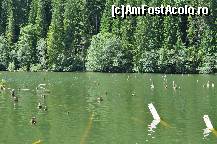 [P18] pacat ca nu se mai poate meerge cu barca printre trunchiuri de copac » foto by Sanziana
 - 
<span class="allrVoted glyphicon glyphicon-heart hidden" id="av145296"></span>
<a class="m-l-10 hidden" id="sv145296" onclick="voting_Foto_DelVot(,145296,3314)" role="button">șterge vot <span class="glyphicon glyphicon-remove"></span></a>
<a id="v9145296" class=" c-red"  onclick="voting_Foto_SetVot(145296)" role="button"><span class="glyphicon glyphicon-heart-empty"></span> <b>LIKE</b> = Votează poza</a> <img class="hidden"  id="f145296W9" src="/imagini/loader.gif" border="0" /><span class="AjErrMes hidden" id="e145296ErM"></span>