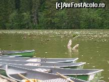 [P17] Atenţie la copacii, trebuie să faceţi slalom cu barca! » foto by corinka
 - 
<span class="allrVoted glyphicon glyphicon-heart hidden" id="av106112"></span>
<a class="m-l-10 hidden" id="sv106112" onclick="voting_Foto_DelVot(,106112,3314)" role="button">șterge vot <span class="glyphicon glyphicon-remove"></span></a>
<a id="v9106112" class=" c-red"  onclick="voting_Foto_SetVot(106112)" role="button"><span class="glyphicon glyphicon-heart-empty"></span> <b>LIKE</b> = Votează poza</a> <img class="hidden"  id="f106112W9" src="/imagini/loader.gif" border="0" /><span class="AjErrMes hidden" id="e106112ErM"></span>