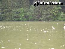 [P18] Deşi tânăr, Lacul Roşu a dat naştere mai multor legende. » foto by corinka
 - 
<span class="allrVoted glyphicon glyphicon-heart hidden" id="av106113"></span>
<a class="m-l-10 hidden" id="sv106113" onclick="voting_Foto_DelVot(,106113,3314)" role="button">șterge vot <span class="glyphicon glyphicon-remove"></span></a>
<a id="v9106113" class=" c-red"  onclick="voting_Foto_SetVot(106113)" role="button"><span class="glyphicon glyphicon-heart-empty"></span> <b>LIKE</b> = Votează poza</a> <img class="hidden"  id="f106113W9" src="/imagini/loader.gif" border="0" /><span class="AjErrMes hidden" id="e106113ErM"></span>