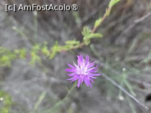 [P05] Vegetație de nisip » foto by crismis
 - 
<span class="allrVoted glyphicon glyphicon-heart hidden" id="av1537915"></span>
<a class="m-l-10 hidden" id="sv1537915" onclick="voting_Foto_DelVot(,1537915,3329)" role="button">șterge vot <span class="glyphicon glyphicon-remove"></span></a>
<a id="v91537915" class=" c-red"  onclick="voting_Foto_SetVot(1537915)" role="button"><span class="glyphicon glyphicon-heart-empty"></span> <b>LIKE</b> = Votează poza</a> <img class="hidden"  id="f1537915W9" src="/imagini/loader.gif" border="0" /><span class="AjErrMes hidden" id="e1537915ErM"></span>