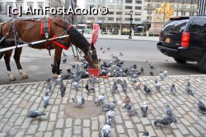 [P34] Nu hraniti pasarile (asa scrie in nenumarate locuri/piete din New York)  » foto by AZE
 - 
<span class="allrVoted glyphicon glyphicon-heart hidden" id="av723214"></span>
<a class="m-l-10 hidden" id="sv723214" onclick="voting_Foto_DelVot(,723214,3385)" role="button">șterge vot <span class="glyphicon glyphicon-remove"></span></a>
<a id="v9723214" class=" c-red"  onclick="voting_Foto_SetVot(723214)" role="button"><span class="glyphicon glyphicon-heart-empty"></span> <b>LIKE</b> = Votează poza</a> <img class="hidden"  id="f723214W9" src="/imagini/loader.gif" border="0" /><span class="AjErrMes hidden" id="e723214ErM"></span>