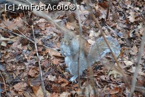 [P35] Veverita din Central Parc a fost ceva mai timida » foto by AZE
 - 
<span class="allrVoted glyphicon glyphicon-heart hidden" id="av723215"></span>
<a class="m-l-10 hidden" id="sv723215" onclick="voting_Foto_DelVot(,723215,3385)" role="button">șterge vot <span class="glyphicon glyphicon-remove"></span></a>
<a id="v9723215" class=" c-red"  onclick="voting_Foto_SetVot(723215)" role="button"><span class="glyphicon glyphicon-heart-empty"></span> <b>LIKE</b> = Votează poza</a> <img class="hidden"  id="f723215W9" src="/imagini/loader.gif" border="0" /><span class="AjErrMes hidden" id="e723215ErM"></span>