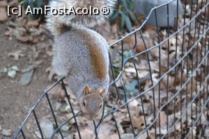 [P19] Daca nu era interdictia introducerii alimentelor in SUA ii aduceam un sac de nuci (stau bine cu nucile din gradina)  » foto by AZE
 - 
<span class="allrVoted glyphicon glyphicon-heart hidden" id="av786461"></span>
<a class="m-l-10 hidden" id="sv786461" onclick="voting_Foto_DelVot(,786461,3385)" role="button">șterge vot <span class="glyphicon glyphicon-remove"></span></a>
<a id="v9786461" class=" c-red"  onclick="voting_Foto_SetVot(786461)" role="button"><span class="glyphicon glyphicon-heart-empty"></span> <b>LIKE</b> = Votează poza</a> <img class="hidden"  id="f786461W9" src="/imagini/loader.gif" border="0" /><span class="AjErrMes hidden" id="e786461ErM"></span>