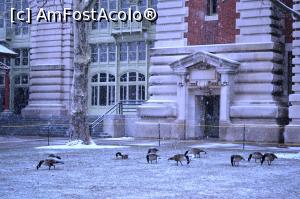 [P57] Rațele de la insula Ellis » foto by AZE
 - 
<span class="allrVoted glyphicon glyphicon-heart hidden" id="av935586"></span>
<a class="m-l-10 hidden" id="sv935586" onclick="voting_Foto_DelVot(,935586,3385)" role="button">șterge vot <span class="glyphicon glyphicon-remove"></span></a>
<a id="v9935586" class=" c-red"  onclick="voting_Foto_SetVot(935586)" role="button"><span class="glyphicon glyphicon-heart-empty"></span> <b>LIKE</b> = Votează poza</a> <img class="hidden"  id="f935586W9" src="/imagini/loader.gif" border="0" /><span class="AjErrMes hidden" id="e935586ErM"></span>