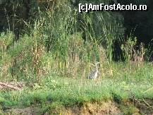 [P08] O multime de pasari au putut fi fotografiate in timpul excursiei. Cormorani, egrete, lebede, pelicani, scufundaci... Iata una dintre ele. » foto by Topor Elssa
 - 
<span class="allrVoted glyphicon glyphicon-heart hidden" id="av120703"></span>
<a class="m-l-10 hidden" id="sv120703" onclick="voting_Foto_DelVot(,120703,3389)" role="button">șterge vot <span class="glyphicon glyphicon-remove"></span></a>
<a id="v9120703" class=" c-red"  onclick="voting_Foto_SetVot(120703)" role="button"><span class="glyphicon glyphicon-heart-empty"></span> <b>LIKE</b> = Votează poza</a> <img class="hidden"  id="f120703W9" src="/imagini/loader.gif" border="0" /><span class="AjErrMes hidden" id="e120703ErM"></span>