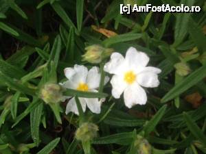 [P12] Din flora Sardiniei » foto by edith simon
 - 
<span class="allrVoted glyphicon glyphicon-heart hidden" id="av501875"></span>
<a class="m-l-10 hidden" id="sv501875" onclick="voting_Foto_DelVot(,501875,3391)" role="button">șterge vot <span class="glyphicon glyphicon-remove"></span></a>
<a id="v9501875" class=" c-red"  onclick="voting_Foto_SetVot(501875)" role="button"><span class="glyphicon glyphicon-heart-empty"></span> <b>LIKE</b> = Votează poza</a> <img class="hidden"  id="f501875W9" src="/imagini/loader.gif" border="0" /><span class="AjErrMes hidden" id="e501875ErM"></span>