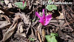 [P08] flori salbatice pe drumul spre canion » foto by edith simon
 - 
<span class="allrVoted glyphicon glyphicon-heart hidden" id="av501871"></span>
<a class="m-l-10 hidden" id="sv501871" onclick="voting_Foto_DelVot(,501871,3391)" role="button">șterge vot <span class="glyphicon glyphicon-remove"></span></a>
<a id="v9501871" class=" c-red"  onclick="voting_Foto_SetVot(501871)" role="button"><span class="glyphicon glyphicon-heart-empty"></span> <b>LIKE</b> = Votează poza</a> <img class="hidden"  id="f501871W9" src="/imagini/loader.gif" border="0" /><span class="AjErrMes hidden" id="e501871ErM"></span>