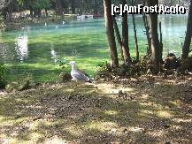 [P18] un pescarus de langa lac » foto by kathy15
 - 
<span class="allrVoted glyphicon glyphicon-heart hidden" id="av196051"></span>
<a class="m-l-10 hidden" id="sv196051" onclick="voting_Foto_DelVot(,196051,3406)" role="button">șterge vot <span class="glyphicon glyphicon-remove"></span></a>
<a id="v9196051" class=" c-red"  onclick="voting_Foto_SetVot(196051)" role="button"><span class="glyphicon glyphicon-heart-empty"></span> <b>LIKE</b> = Votează poza</a> <img class="hidden"  id="f196051W9" src="/imagini/loader.gif" border="0" /><span class="AjErrMes hidden" id="e196051ErM"></span>