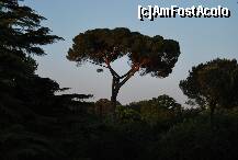 [P25] Z1: Superbi acesti copaci, se intalnesc peste tot in Roma » foto by gophren
 - 
<span class="allrVoted glyphicon glyphicon-heart hidden" id="av201957"></span>
<a class="m-l-10 hidden" id="sv201957" onclick="voting_Foto_DelVot(,201957,3406)" role="button">șterge vot <span class="glyphicon glyphicon-remove"></span></a>
<a id="v9201957" class=" c-red"  onclick="voting_Foto_SetVot(201957)" role="button"><span class="glyphicon glyphicon-heart-empty"></span> <b>LIKE</b> = Votează poza</a> <img class="hidden"  id="f201957W9" src="/imagini/loader.gif" border="0" /><span class="AjErrMes hidden" id="e201957ErM"></span>