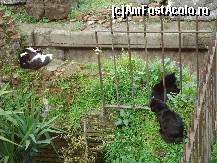 [P31] raiul pisicilor » foto by marocanu21
 - 
<span class="allrVoted glyphicon glyphicon-heart hidden" id="av487231"></span>
<a class="m-l-10 hidden" id="sv487231" onclick="voting_Foto_DelVot(,487231,3406)" role="button">șterge vot <span class="glyphicon glyphicon-remove"></span></a>
<a id="v9487231" class=" c-red"  onclick="voting_Foto_SetVot(487231)" role="button"><span class="glyphicon glyphicon-heart-empty"></span> <b>LIKE</b> = Votează poza</a> <img class="hidden"  id="f487231W9" src="/imagini/loader.gif" border="0" /><span class="AjErrMes hidden" id="e487231ErM"></span>