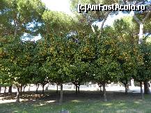 [P14] Gradina cu portocali » foto by diana-s
 - 
<span class="allrVoted glyphicon glyphicon-heart hidden" id="av300500"></span>
<a class="m-l-10 hidden" id="sv300500" onclick="voting_Foto_DelVot(,300500,3406)" role="button">șterge vot <span class="glyphicon glyphicon-remove"></span></a>
<a id="v9300500" class=" c-red"  onclick="voting_Foto_SetVot(300500)" role="button"><span class="glyphicon glyphicon-heart-empty"></span> <b>LIKE</b> = Votează poza</a> <img class="hidden"  id="f300500W9" src="/imagini/loader.gif" border="0" /><span class="AjErrMes hidden" id="e300500ErM"></span>