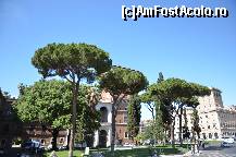 [P04] Piazza venezia, pini medeteraneeni care se gasesc in toata Roma » foto by Muffin2009*
 - 
<span class="allrVoted glyphicon glyphicon-heart hidden" id="av323261"></span>
<a class="m-l-10 hidden" id="sv323261" onclick="voting_Foto_DelVot(,323261,3406)" role="button">șterge vot <span class="glyphicon glyphicon-remove"></span></a>
<a id="v9323261" class=" c-red"  onclick="voting_Foto_SetVot(323261)" role="button"><span class="glyphicon glyphicon-heart-empty"></span> <b>LIKE</b> = Votează poza</a> <img class="hidden"  id="f323261W9" src="/imagini/loader.gif" border="0" /><span class="AjErrMes hidden" id="e323261ErM"></span>