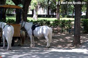 [P01] Poneii din parcul Villa Borghese » foto by Muffin2009*
 - 
<span class="allrVoted glyphicon glyphicon-heart hidden" id="av348787"></span>
<a class="m-l-10 hidden" id="sv348787" onclick="voting_Foto_DelVot(,348787,3406)" role="button">șterge vot <span class="glyphicon glyphicon-remove"></span></a>
<a id="v9348787" class=" c-red"  onclick="voting_Foto_SetVot(348787)" role="button"><span class="glyphicon glyphicon-heart-empty"></span> <b>LIKE</b> = Votează poza</a> <img class="hidden"  id="f348787W9" src="/imagini/loader.gif" border="0" /><span class="AjErrMes hidden" id="e348787ErM"></span>