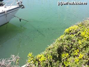 [P22] pesti in port » foto by sabooky
 - 
<span class="allrVoted glyphicon glyphicon-heart hidden" id="av584173"></span>
<a class="m-l-10 hidden" id="sv584173" onclick="voting_Foto_DelVot(,584173,3406)" role="button">șterge vot <span class="glyphicon glyphicon-remove"></span></a>
<a id="v9584173" class=" c-red"  onclick="voting_Foto_SetVot(584173)" role="button"><span class="glyphicon glyphicon-heart-empty"></span> <b>LIKE</b> = Votează poza</a> <img class="hidden"  id="f584173W9" src="/imagini/loader.gif" border="0" /><span class="AjErrMes hidden" id="e584173ErM"></span>