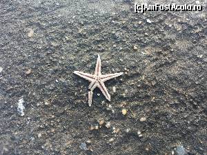 [P23] o steluta de mare » foto by sabooky
 - 
<span class="allrVoted glyphicon glyphicon-heart hidden" id="av584174"></span>
<a class="m-l-10 hidden" id="sv584174" onclick="voting_Foto_DelVot(,584174,3406)" role="button">șterge vot <span class="glyphicon glyphicon-remove"></span></a>
<a id="v9584174" class=" c-red"  onclick="voting_Foto_SetVot(584174)" role="button"><span class="glyphicon glyphicon-heart-empty"></span> <b>LIKE</b> = Votează poza</a> <img class="hidden"  id="f584174W9" src="/imagini/loader.gif" border="0" /><span class="AjErrMes hidden" id="e584174ErM"></span>