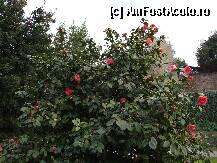 [P81] Forul roman » foto by crima
 - 
<span class="allrVoted glyphicon glyphicon-heart hidden" id="av195703"></span>
<a class="m-l-10 hidden" id="sv195703" onclick="voting_Foto_DelVot(,195703,3406)" role="button">șterge vot <span class="glyphicon glyphicon-remove"></span></a>
<a id="v9195703" class=" c-red"  onclick="voting_Foto_SetVot(195703)" role="button"><span class="glyphicon glyphicon-heart-empty"></span> <b>LIKE</b> = Votează poza</a> <img class="hidden"  id="f195703W9" src="/imagini/loader.gif" border="0" /><span class="AjErrMes hidden" id="e195703ErM"></span>