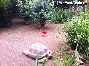 [P02] Testoase gigant la Zoo » foto by ElenaP
 - 
<span class="allrVoted glyphicon glyphicon-heart hidden" id="av523379"></span>
<a class="m-l-10 hidden" id="sv523379" onclick="voting_Foto_DelVot(,523379,3406)" role="button">șterge vot <span class="glyphicon glyphicon-remove"></span></a>
<a id="v9523379" class=" c-red"  onclick="voting_Foto_SetVot(523379)" role="button"><span class="glyphicon glyphicon-heart-empty"></span> <b>LIKE</b> = Votează poza</a> <img class="hidden"  id="f523379W9" src="/imagini/loader.gif" border="0" /><span class="AjErrMes hidden" id="e523379ErM"></span>