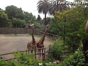 [P04] Girafe la Zoo » foto by ElenaP
 - 
<span class="allrVoted glyphicon glyphicon-heart hidden" id="av523382"></span>
<a class="m-l-10 hidden" id="sv523382" onclick="voting_Foto_DelVot(,523382,3406)" role="button">șterge vot <span class="glyphicon glyphicon-remove"></span></a>
<a id="v9523382" class=" c-red"  onclick="voting_Foto_SetVot(523382)" role="button"><span class="glyphicon glyphicon-heart-empty"></span> <b>LIKE</b> = Votează poza</a> <img class="hidden"  id="f523382W9" src="/imagini/loader.gif" border="0" /><span class="AjErrMes hidden" id="e523382ErM"></span>