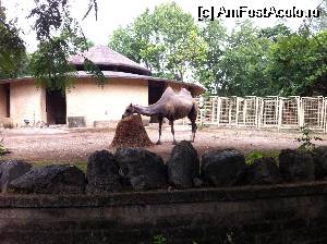 [P05] Animale care la noi nu sunt din pacate!  » foto by ElenaP
 - 
<span class="allrVoted glyphicon glyphicon-heart hidden" id="av523383"></span>
<a class="m-l-10 hidden" id="sv523383" onclick="voting_Foto_DelVot(,523383,3406)" role="button">șterge vot <span class="glyphicon glyphicon-remove"></span></a>
<a id="v9523383" class=" c-red"  onclick="voting_Foto_SetVot(523383)" role="button"><span class="glyphicon glyphicon-heart-empty"></span> <b>LIKE</b> = Votează poza</a> <img class="hidden"  id="f523383W9" src="/imagini/loader.gif" border="0" /><span class="AjErrMes hidden" id="e523383ErM"></span>