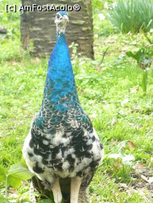 [P20]  -- <small>// FĂRĂ DESCRIERE</small> » foto by Silvia30*
 - 
<span class="allrVoted glyphicon glyphicon-heart hidden" id="av726312"></span>
<a class="m-l-10 hidden" id="sv726312" onclick="voting_Foto_DelVot(,726312,3406)" role="button">șterge vot <span class="glyphicon glyphicon-remove"></span></a>
<a id="v9726312" class=" c-red"  onclick="voting_Foto_SetVot(726312)" role="button"><span class="glyphicon glyphicon-heart-empty"></span> <b>LIKE</b> = Votează poza</a> <img class="hidden"  id="f726312W9" src="/imagini/loader.gif" border="0" /><span class="AjErrMes hidden" id="e726312ErM"></span>