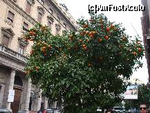 [P23] Portocali, portocali si iar portocali » foto by AndreeaSava*
 - 
<span class="allrVoted glyphicon glyphicon-heart hidden" id="av190778"></span>
<a class="m-l-10 hidden" id="sv190778" onclick="voting_Foto_DelVot(,190778,3406)" role="button">șterge vot <span class="glyphicon glyphicon-remove"></span></a>
<a id="v9190778" class=" c-red"  onclick="voting_Foto_SetVot(190778)" role="button"><span class="glyphicon glyphicon-heart-empty"></span> <b>LIKE</b> = Votează poza</a> <img class="hidden"  id="f190778W9" src="/imagini/loader.gif" border="0" /><span class="AjErrMes hidden" id="e190778ErM"></span>